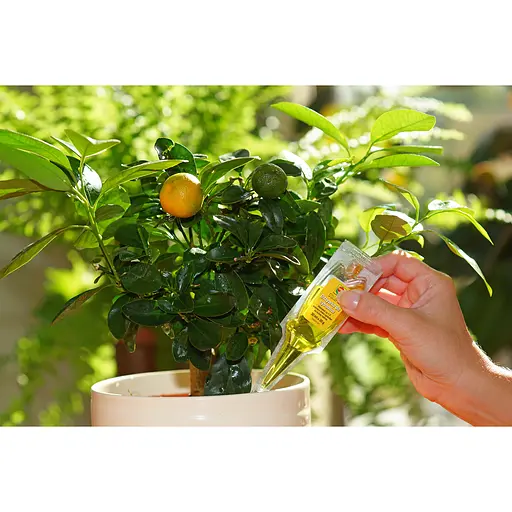 Аппликатор COMPO Уход для цитрусовых растений 30 мл - фото 7