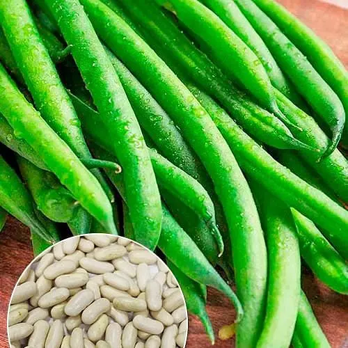 Фасоль "Шахиня" ТМ "Весна" 15г (177669) - фото 1