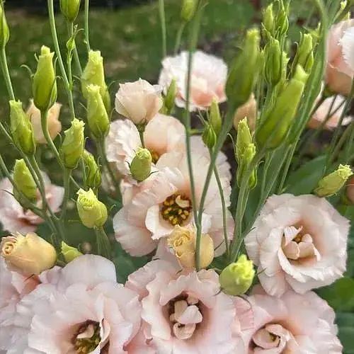 Эустома махровая Corelli Light Pink укоренена в контейнере Р9 (190786) 1 саженец - фото 1