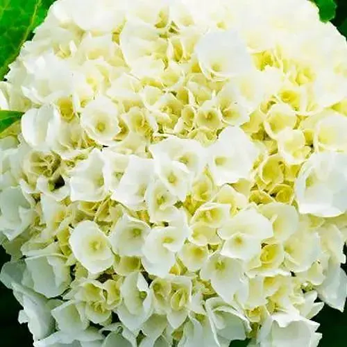 Гортензія крупнолиста 2-річна "Wudu" висота саджанця 25-45см (186187) 1 саженец - фото 1