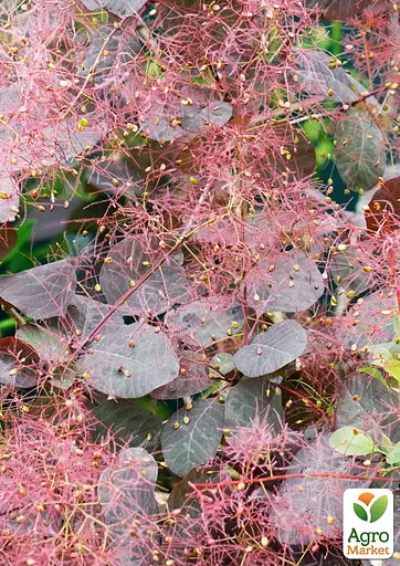 Скумпия 2-х летняя "Grace" С2 высота 30-50см (187684) 1 саженец - фото 4