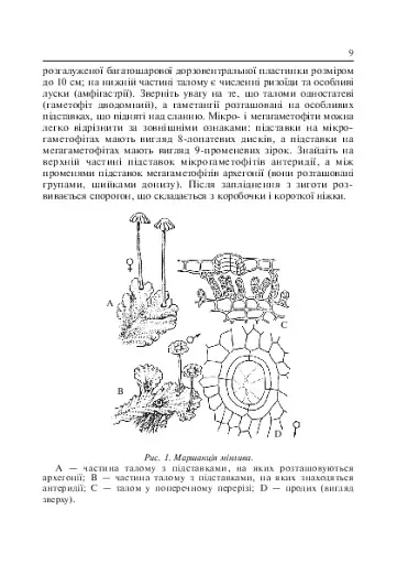Лабораторні заняття з систематики рослин - фото 11