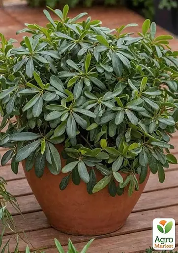 Лавр Австралийский "Pittosporum Tobira" (вечнозеленый высокие декоративные качества) (183870) 1 саженец - фото 3