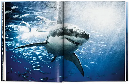 Michael Muller. Sharks - фото 3