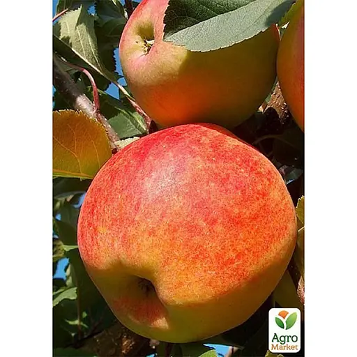 Саджанець Agro-Market Яблуня Чемпіон укорінена в контейнері (саджанець 2 роки) 1 шт. в упаковці (99976) - фото 1