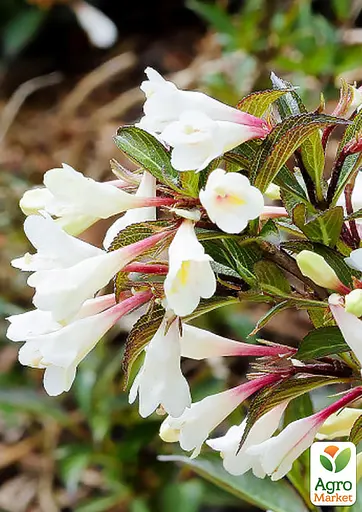 Вейгела квітуча 2-річна "Black and White" С2 висота 20-40см (188048) 1 саженец - фото 2