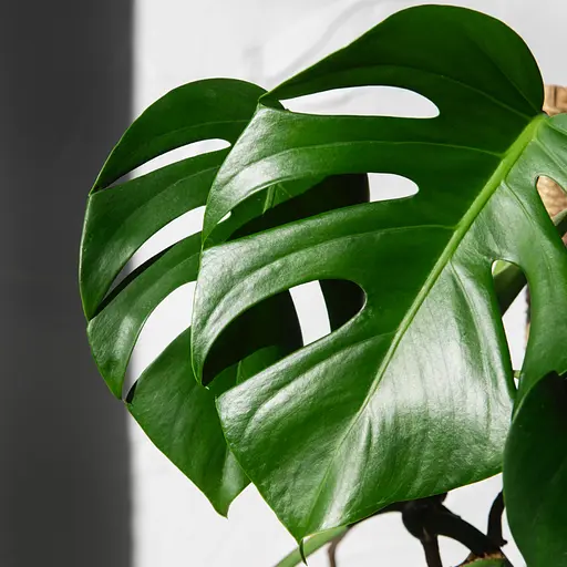 Торфосмесь универсальная COMPO Complete® 5 л - фото 9