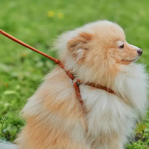 Шлея з повідцем для собак Waudog Soft з QR паспортом шкіряна кругла Д 6 мм, А 26-46 см, В 30-50 см коричнева - фото 3