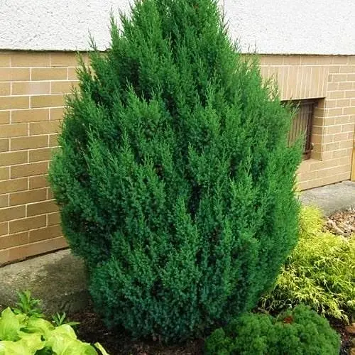 Ялівець китайський "Stricta" (ком/сітка) висота 140-160см (179893) 1 саджанець - фото 1