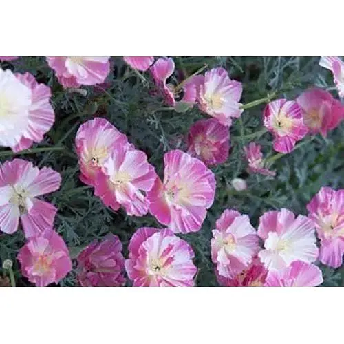 Эшшольция "Пурпурное сияние" Весна 2г (22465) - фото 1