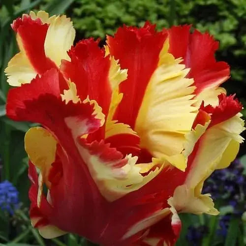 Тюльпан "Flaming Parrot" (186268) 2 шт - фото 1