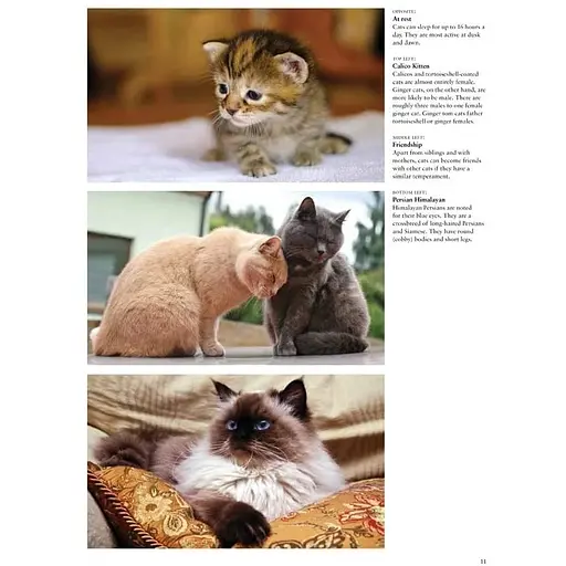 Cats: A Celebration of Our Feline Friends - Фотопулос Джулианна - фото 2