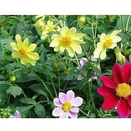 Жоржина "Веселі хлопці" Весна 0.2г (21913) - фото 1