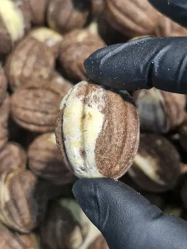 Набор Орешков Любимый 12 шт. в упаковке - фото 10