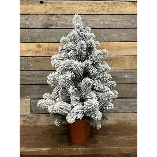 Ялинка Hvoya Premium лита у горщику 70 см засніжена