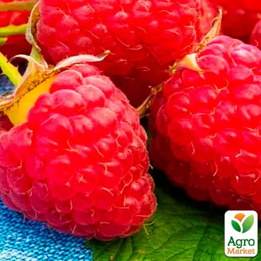 Малина Agro-Market "Версаль" (ранний срок созревания, высокоурожайный и бесшипый сорт) 1-летний саженец (189532) 1 шт в упаковке - фото 1