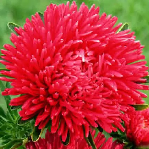 Семена Астра Насіння України Художественная Скарлет 0.25 г (774000) - фото 2