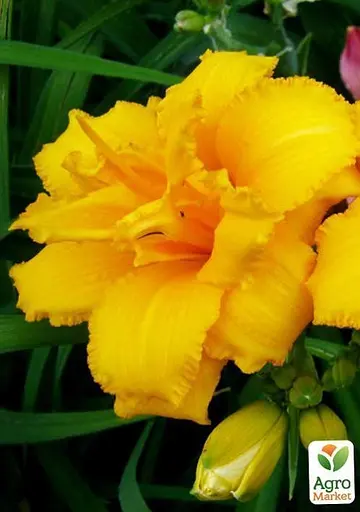 Лилейник "Condilla" 1 шт (36176) - фото 2