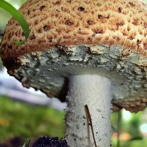 Сухий зерновий міцелій «Печериця серпнева» 100г (45602) - фото 1