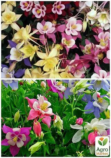 Аквилегия "Бордюрная смесь" "ТМ "Весна" 0.5г (33073) - фото 2