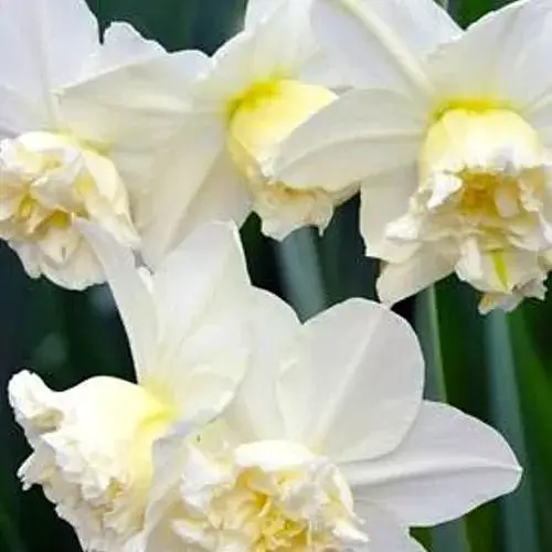 Нарцисс "White Marvel" 2 шт (17164) - фото 1