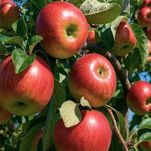 Яблуня Ембасі Agro-Market зимовий сорт пізній термін дозрівання 188006 1 саджанець в упаковці - фото 1