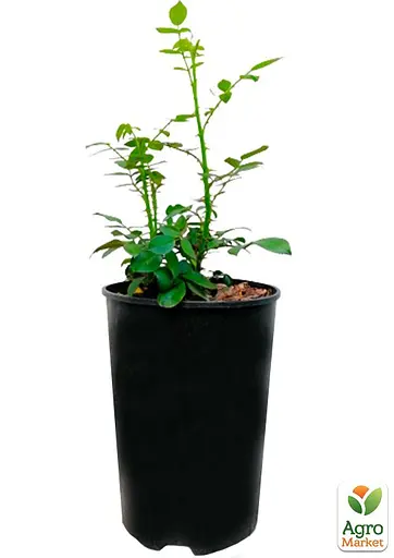 Роза в контейнере английская плетистая "Queen of Hearts" (садник класса АА+) (152657) 1 саженец - фото 3