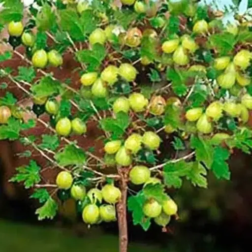 Штамбовий аґрус Agro-Market "Малахіт" (середньоранній термін дозрівання) (45317) 1 саджанець в упаковці - фото 1