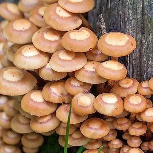 Сухий зерновий міцелій "Опеньок літній" 10г (45498) - фото 1