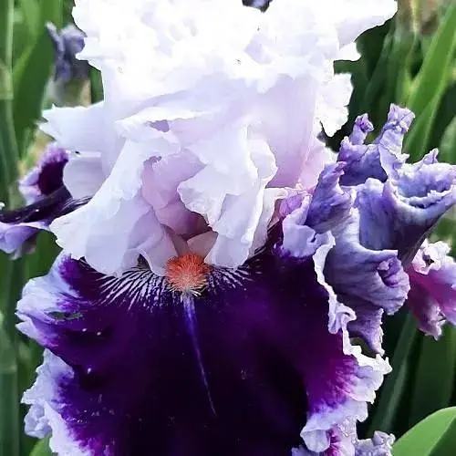 Ирис бородатый крупноцветковый "Daring Deception" (98957) 1 шт - фото 1