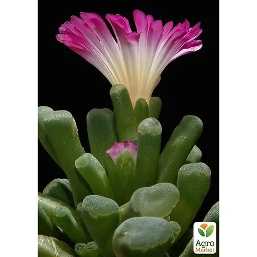 Літопси Agro-Market Живі Камені (Frithia Pulchra) (50778) 1 саджанець в упаковці (кімнатний) Нідерланди - фото 1