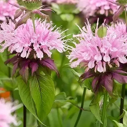 Бергамот (Монарда) "Liesbeth" (187848) 1 саженец - фото 1