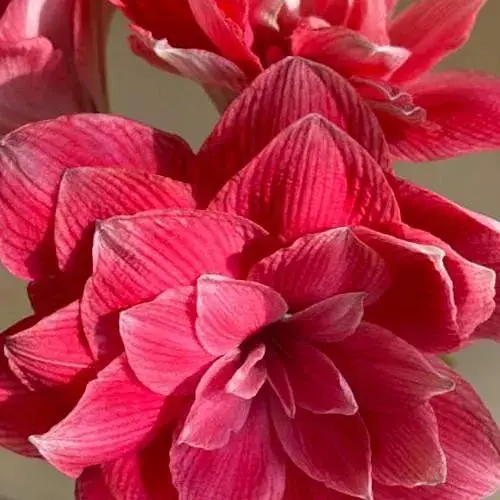 Гиппеаструм махровый "Double Dream" (Амариллис) (177221) 1 шт - фото 1