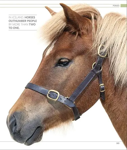 The Horse Encyclopedia (new edition) - фото 10