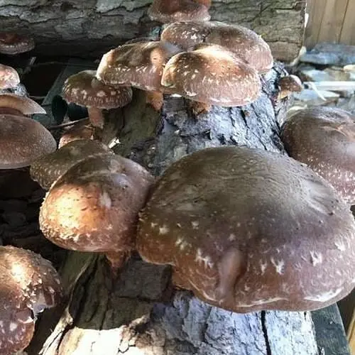 Міцелій на дубових брусочках "Шиитаке RL-7" 10шт (45303) - фото 1