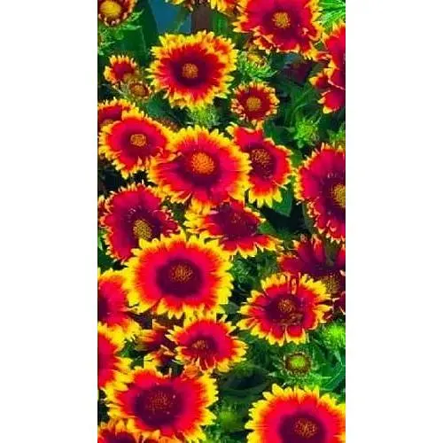 Гайлардія "Арізона Сан" (Зіпер) Весна 0.5г (71887) - фото 1