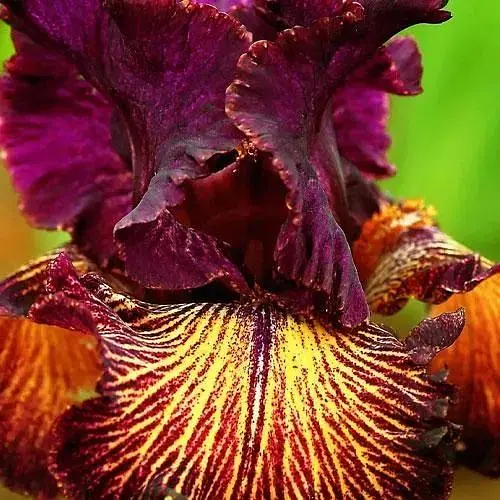 Ирис бородатый крупноцветковый "Drama Queen" (181082) 1 шт - фото 1