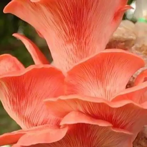 Сухий зерновий міцелій "Глива рожева" 100г (45558) - фото 1