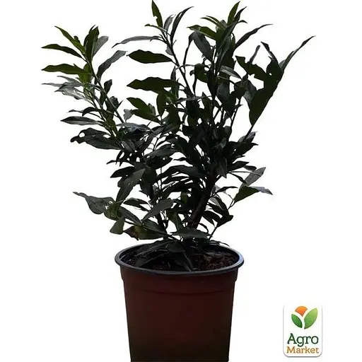 Лавровишня декоративна Agro-Market Otto Supreme вазон С4 (185105) 1 саджанець в упаковці Нідерланди - фото 1