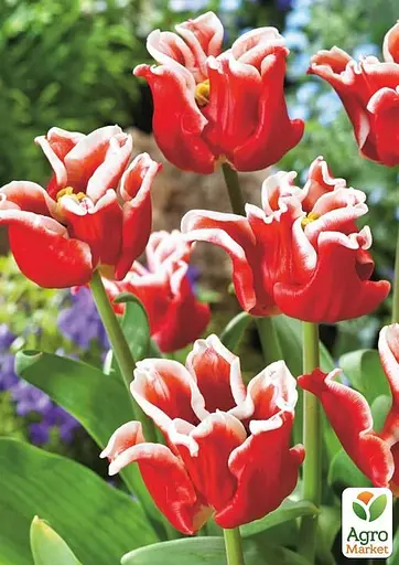 Тюльпан "Elegant Crown" (99944) 2 шт - фото 2