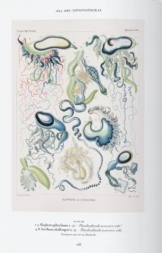 The Art and Science of Ernst Haeckel - фото 7