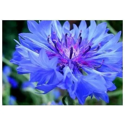 Василек махровая смесь Весна 2г (13263) - фото 1