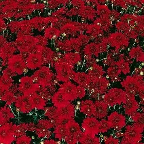 Хризантема мультифлора шаровидная "Camina Red" (111940) 1 саженец - фото 1