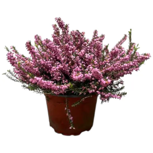 Еріка квітуча 2-річна Darly Dale вазон С2 (185102) 1 саджанець в упаковці Нидерланды - фото 1