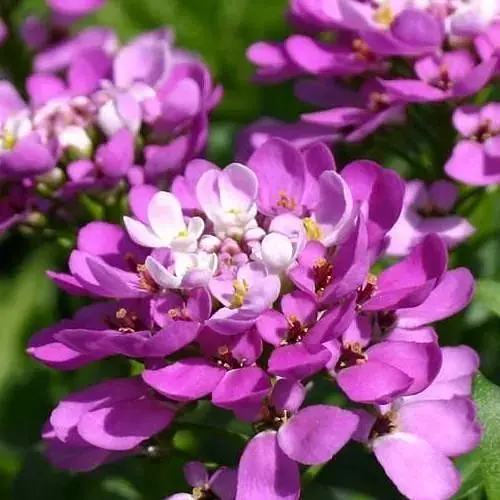 Иберис "Absolutely Amethyst" (вечнозеленый кружевной ковер в вашем саду) (189505) 1 саженец - фото 1