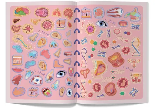 Меганаліпки. Тіло людини - фото 9