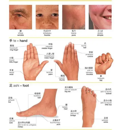 Japanese-English Bilingual Visual Dictionary - фото 6