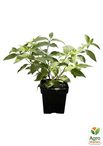 Гортензія волотиста 2-річна "Living-Rasberry Pinky" висота саджанця 20-30см (186202) 1 саженец - фото 2