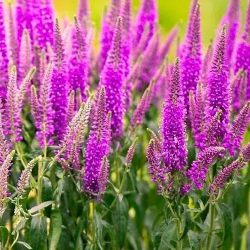 Вероніка колосиста "First Match" (188398) 1 саженец - фото 1