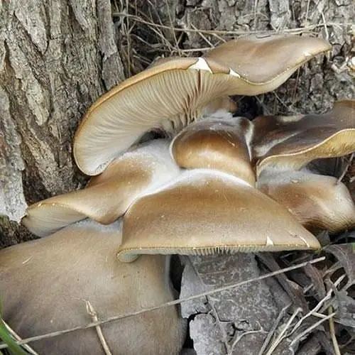 Сухий зерновий міцелій "Глива морське вушко" 100г (45556) - фото 1